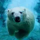 DrUrsus